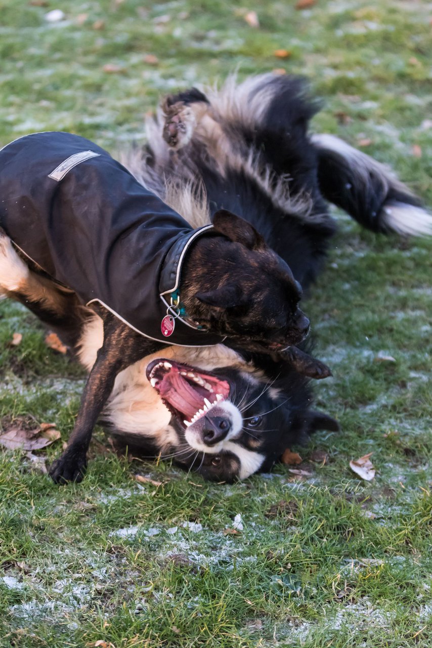 Bild 70 - Hundeshooting